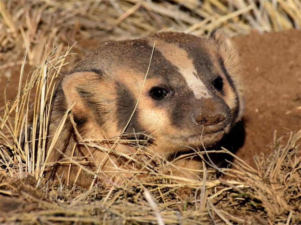 American badger at Arapaho National Wildlife Refuge