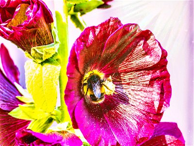 Hollyhocks and Bees 🐝