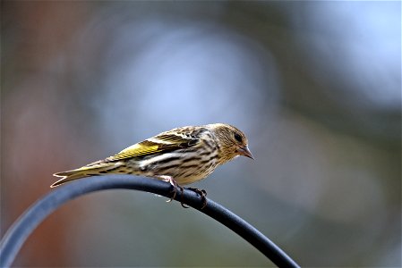 Pine siskin photo