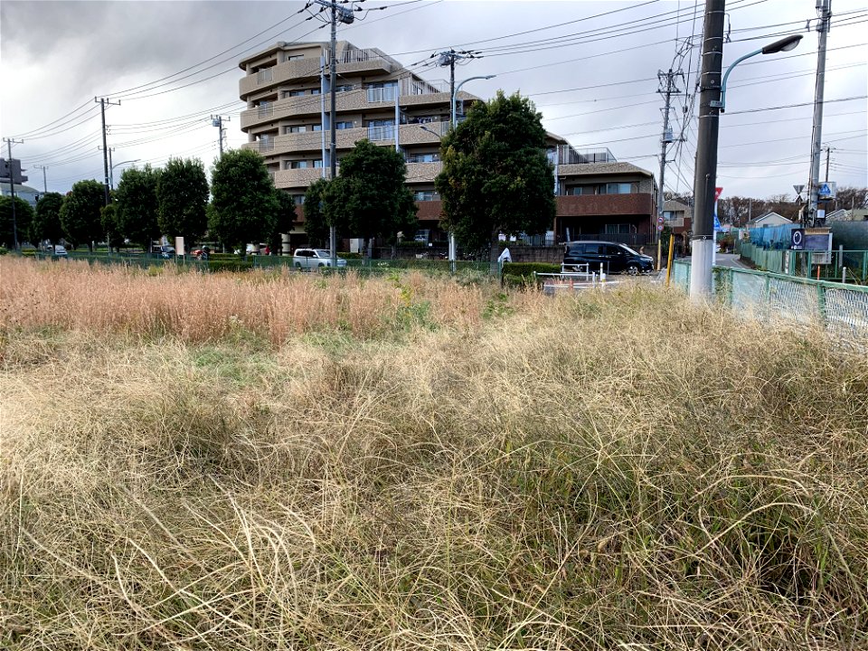Yanagikubo, Higashikurume-shi in November