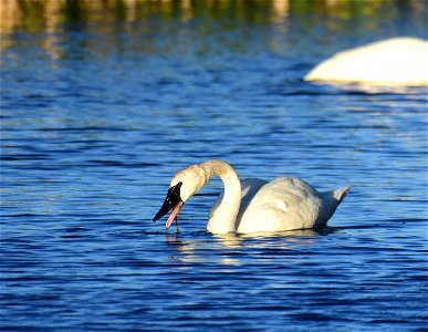 Trumpeter swan at Seedskadee National Wildlife Refuge