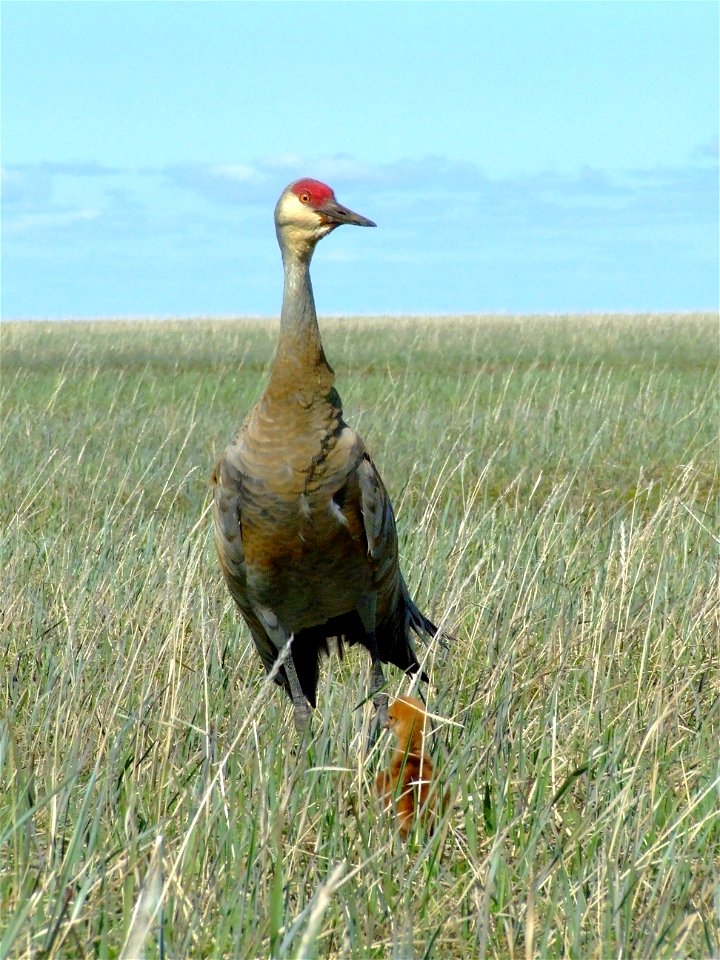 Sandhill crane with colt