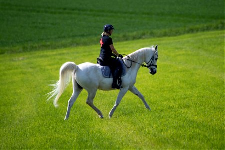 Dschesim_OS222438
