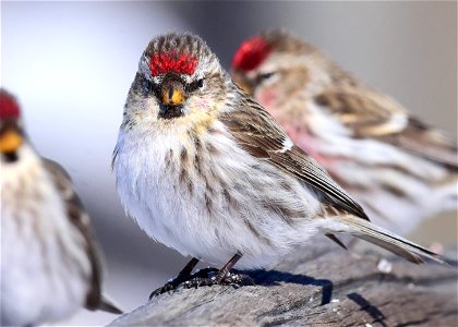 Common redpoll at Seedskadee National Wildlife Refuge