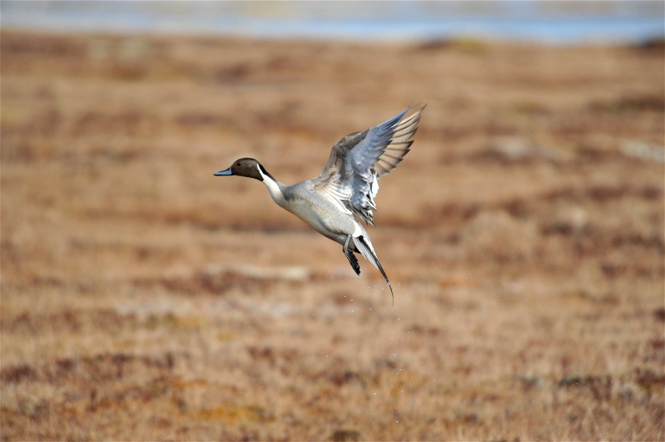 Northern Pintail photo