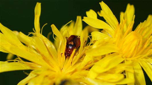 Deraeocoris ruber (Rote Weichwanze)