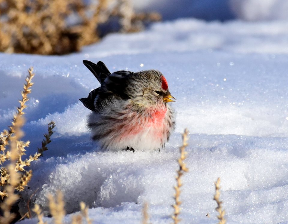 Common redpoll at Seedskadee National Wildlife Refuge