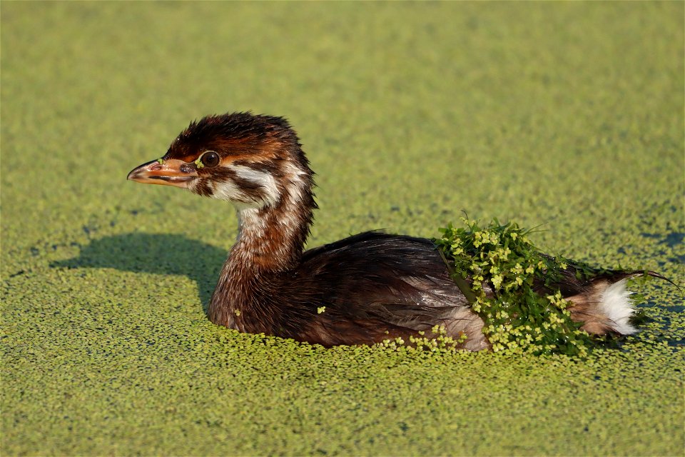 Juvenile Pied-billed Grebe Huron Wetland Management District South Dakota