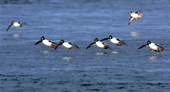 Common goldeneye at Seedskadee National Wildlife Refuge photo