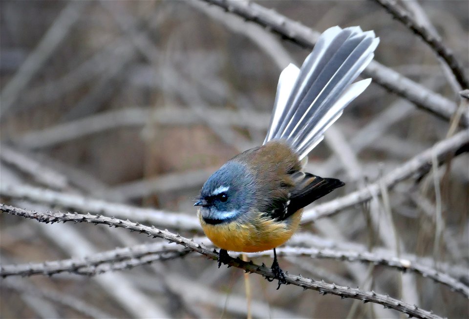 Fantail (Rhipidura fuliginosa) photo