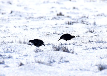 Greater sage-grouse on Seedskadee National Wildlife Refuge photo