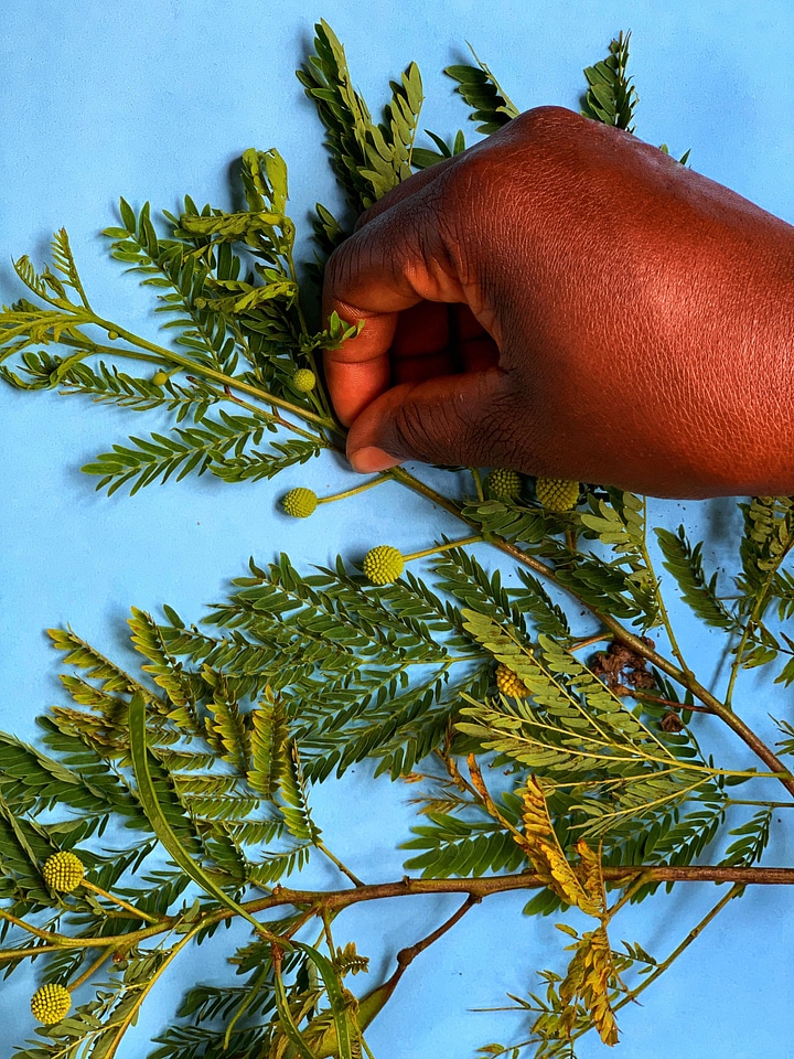 Work herbarium plant
