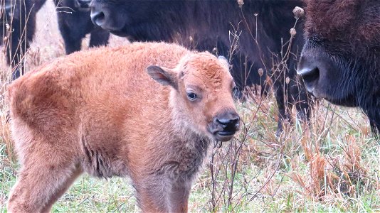 Bison calf at Neal Smith National Wildlife Refuge photo