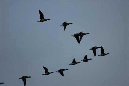 Brant photo