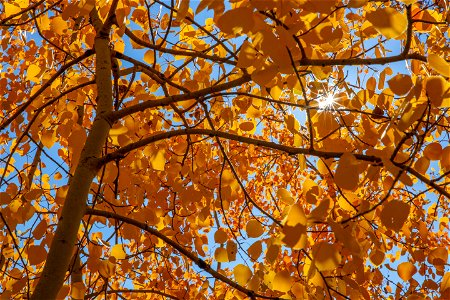 Aspen trees in fall