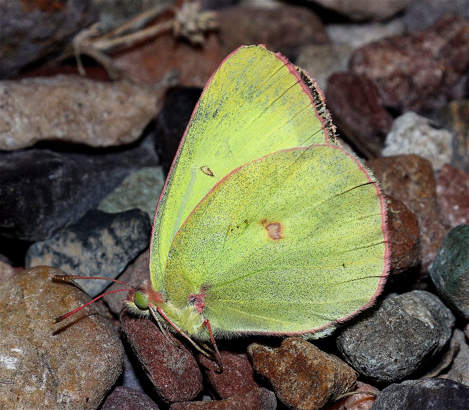 SULPHUR, PINK-EDGED (Colias interior) (07-08-2022) 5200 ft, rogers pass, helena nat forest, lewis and clark co, mt -03b