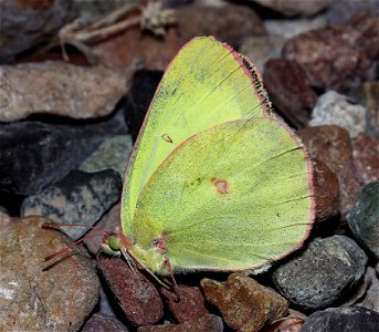 SULPHUR, PINK-EDGED (Colias interior) (07-08-2022) 5200 ft, rogers pass, helena nat forest, lewis and clark co, mt -03b photo