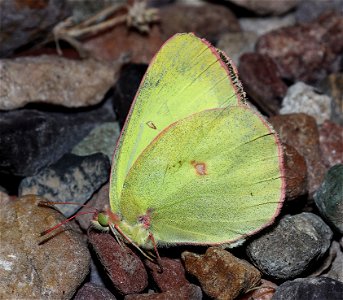 SULPHUR, PINK-EDGED (Colias interior) (07-08-2022) 5200 ft, rogers pass, helena nat forest, lewis and clark co, mt -03b