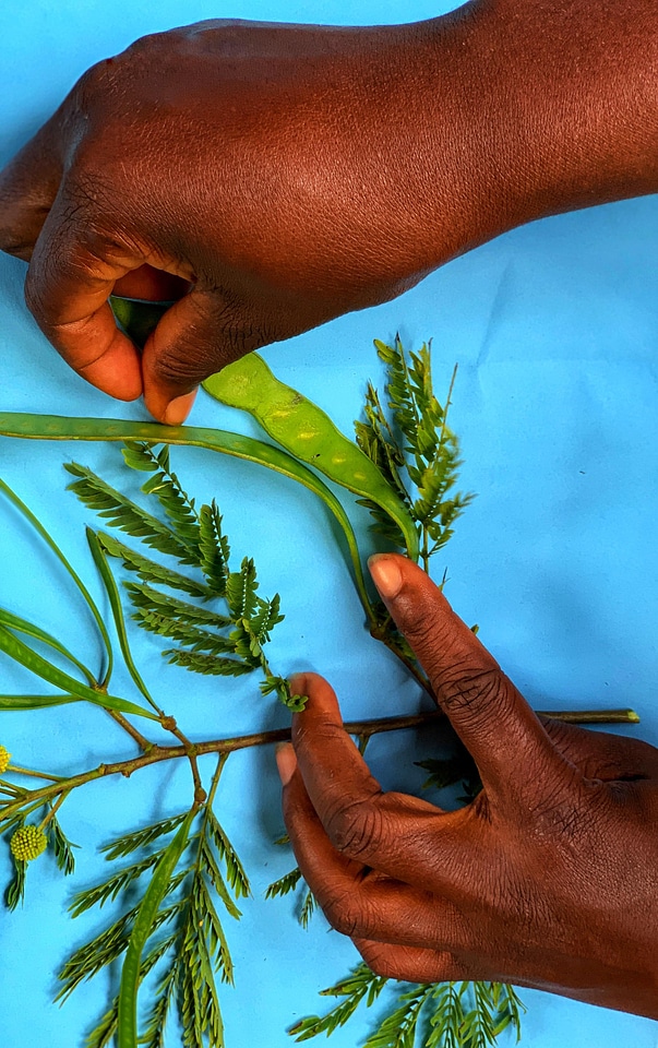 Work herbarium plant