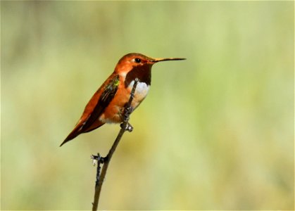 Rufous hummingbird at Seedskadee National Wildlife Refuge