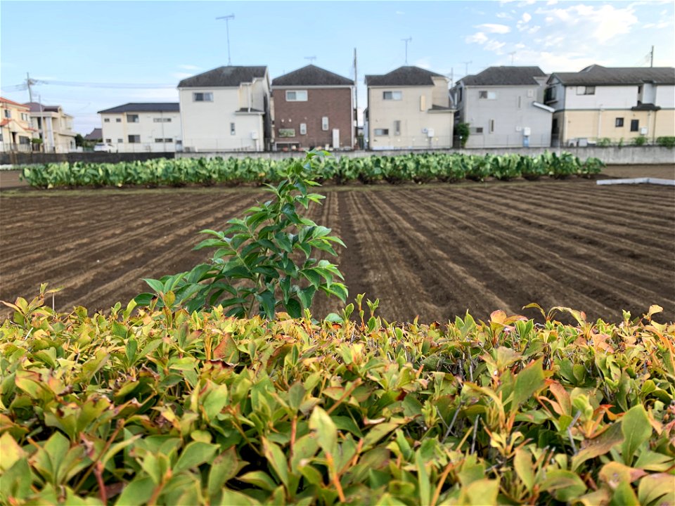 Saiwaicho in Higashikurume-shi
