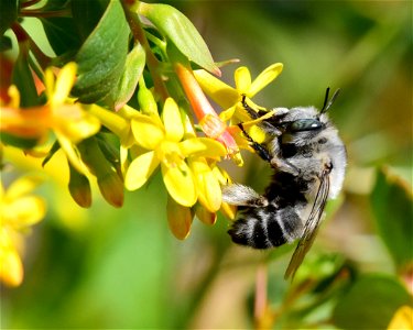 Digger bee at Seedskadee National Wildlife Refuge