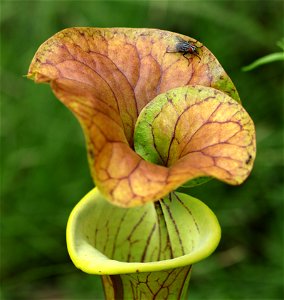 NC 25 - YELLOW PITCHER PLANT (Sarracenia flava) (05-20-2023)green swamp ecological area, brunswick co, nc -14