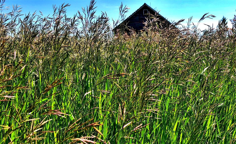 2021/365/173 The Grass is Growing...