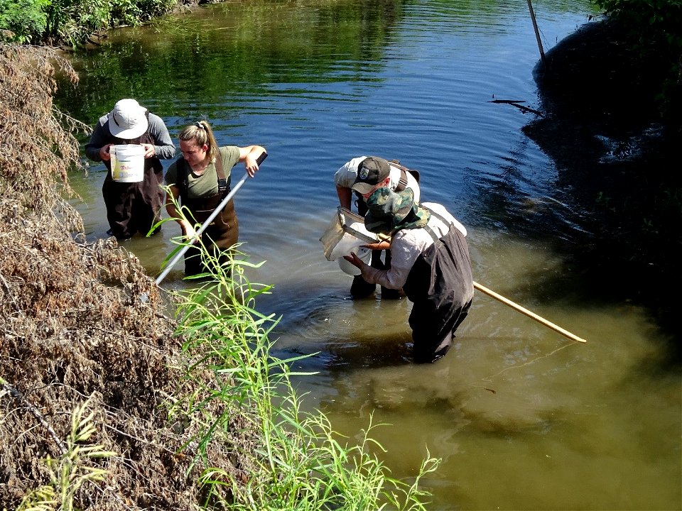 Invertebrate sampling photo