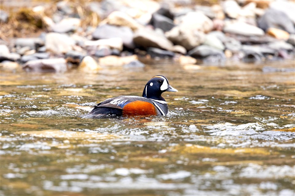 Harlequin duck (Histrionicus histrionicus) male in Soda Butte Creek