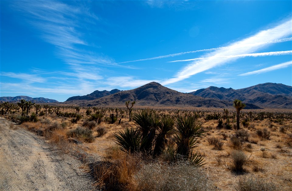 Joshua Tree National Park