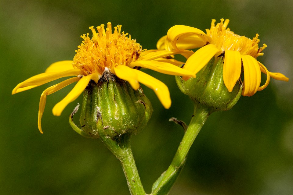 Senecio crassulus photo