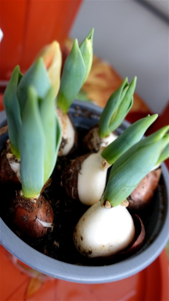 tulips_lalele-2023_0214_125726