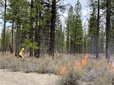 DeschutesNationalForestMay1DripTorch