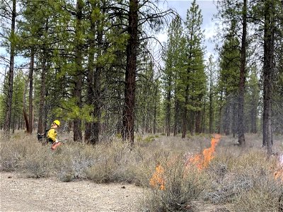 DeschutesNationalForestMay1DripTorch photo