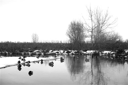 December. LIPU oasis in Racconigi