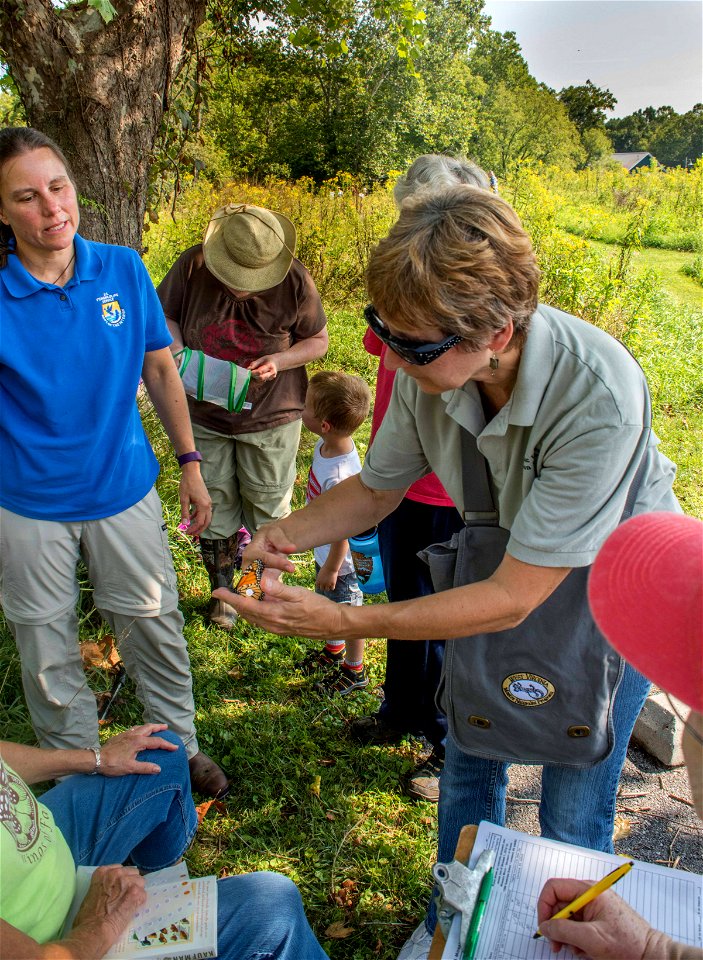 Volunteers tagging monarch butterflies