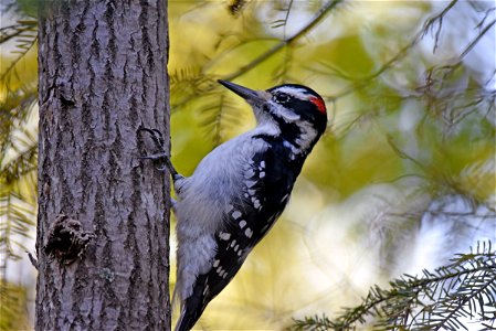 Hairy woodpecker photo
