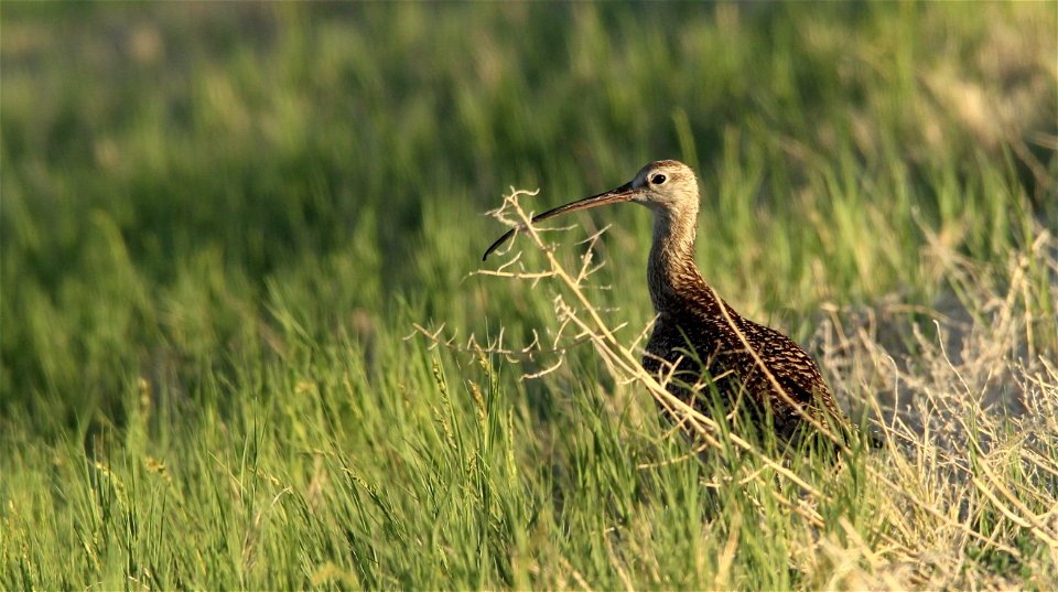 Long-billed Curlew Fish Springs NWR photo