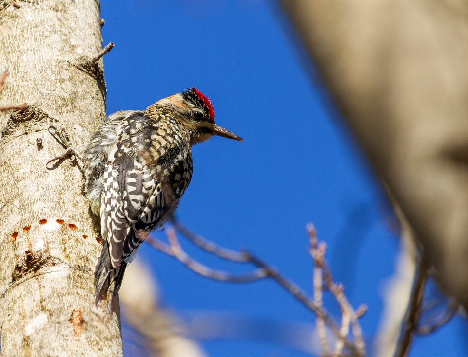 Yellow-bellied Sapsucker photo