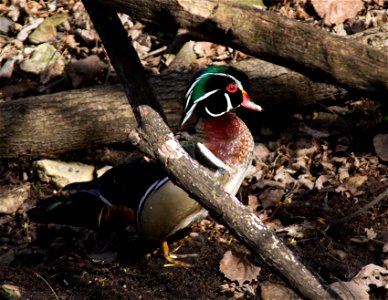 Wood Duck