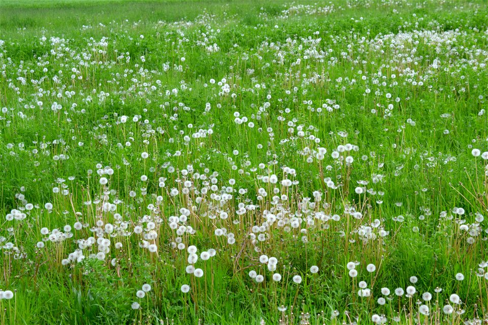 Gorgeous springtime photo