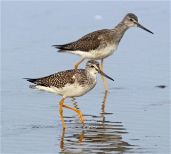2856 - GREATER YELLOW-LEGS (9-11-2021) lake tolowa, del norte co, ca -01