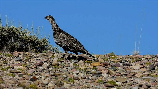 Greater sage-grouse at Seedskadee National Wildlife Refuge