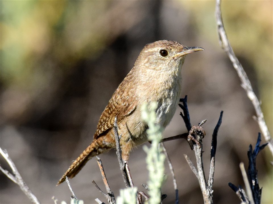 House wren at Seedskadee National Wildlife Refuge Wyoming