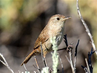 House wren at Seedskadee National Wildlife Refuge Wyoming