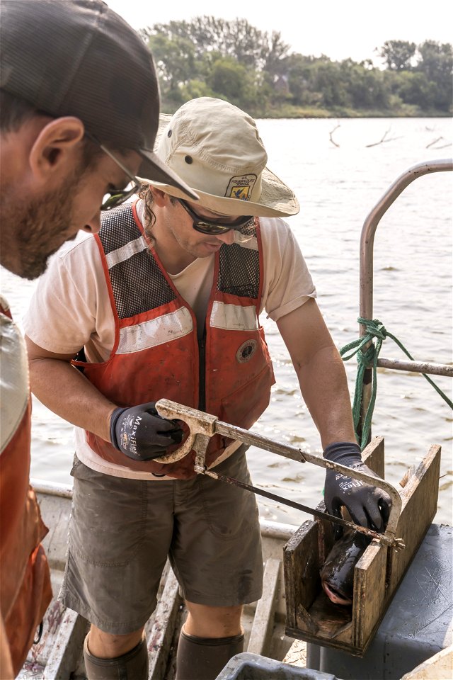 Invasive Carp Research on the James River in South Dakota. Photo: Sam Stukel (USFWS)