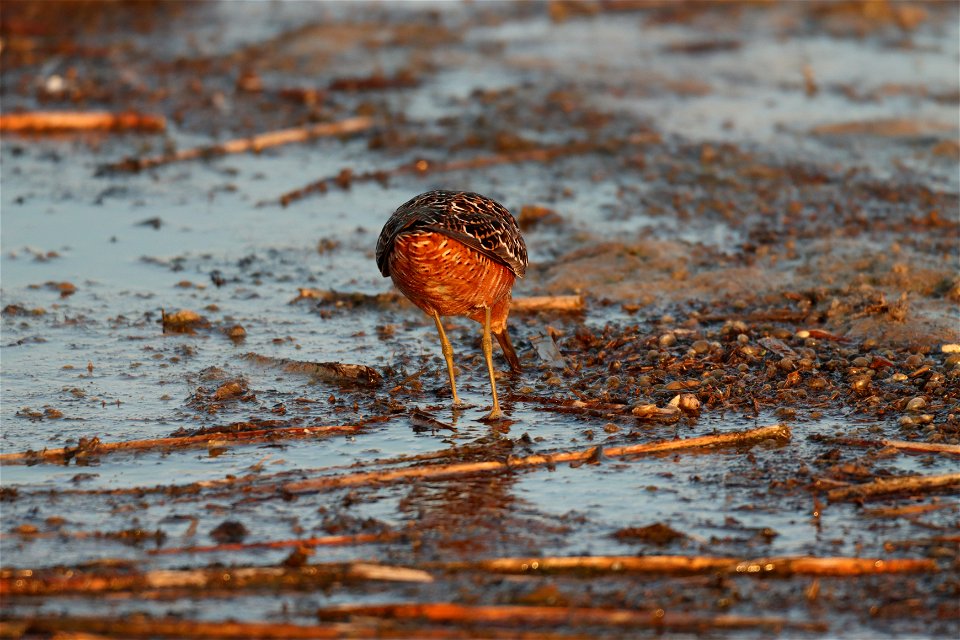 Long-billed Dowitcher Huron Wetland Management District