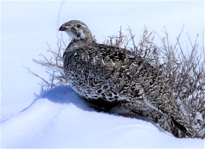 Greater sage-grouse on Seedskadee National Wildlife Refuge
