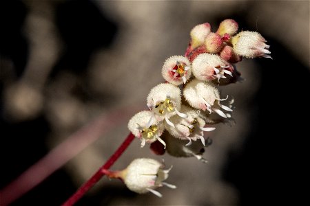 Heuchera hallii